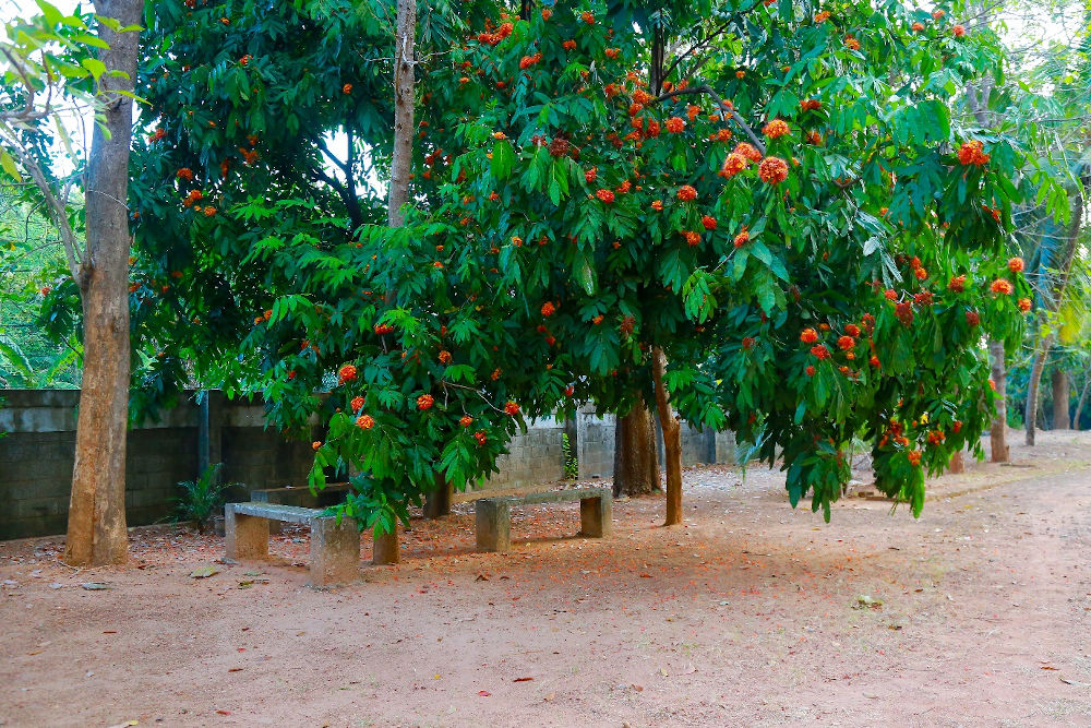 JMCON Greenery
