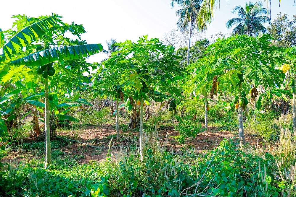 JMCON Vegetable Garden