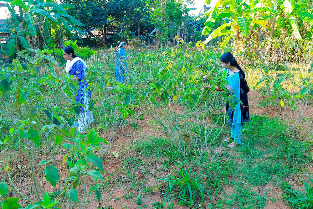 JMCON Vegetable Garden